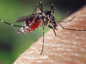 Cómo reducir riesgo picados mosquitos