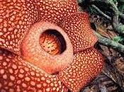Rafflesia Arnoldii Flor Grande Mundo?