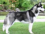 Husky siberià