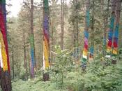 bosque pintado