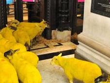 Curiosidades: rebaño ovejas amarillas compras Selfridges, Londres