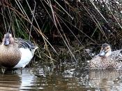 Cerceta carretona-anas querquedula-garganey