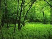Bosque Brocelandia abre puertas