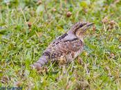 Torcecuello,bisbita arbóreo aguila calzada parque barañain-navarra