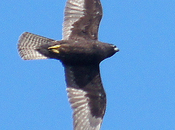 HALCÓN ELEONORA (Falco eleonorae) COSTA CÁNTABRA