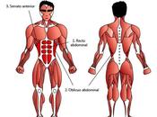 músculos abdominales
