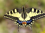 Papilio machaon (Linnaeus, 1758)