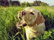perro come pasto