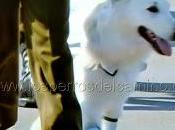"Perros Parada Militar"