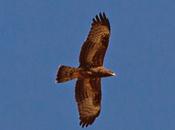 Rapaces migratorias
