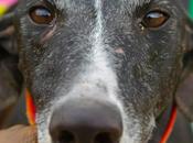 Jacky adopción.