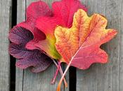 Bodas Otoño (II)