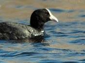 Aves acuáticas Tablas Daimiel