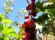 Cous-cous uvas queso…con sabor beso