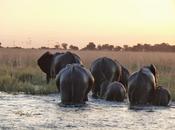 Parque Nacional Chobe Botsuana