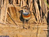 RUISEÑOR PECHIAZUL-Luscinia svecica