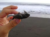 Liberar tortugas Monterrico