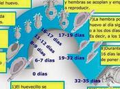 avecina:tos, mocos, piojos, lombrices, gastroenteritis