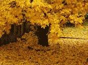 Ballata d´autunno