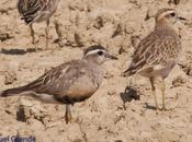 Charadrius morinellus-Chorlito Crambolo-Eurasian dotterel VERY SPECIAL LIMICOLA