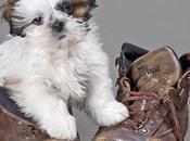 Mascotas eterno dilema