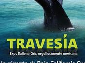 Exposición temporal “Travesía: Ballena Gris” UNIVERSUM (D.F., México)