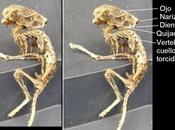 Presunto alien Inglaterra resultó rata