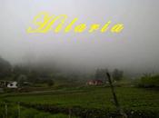 Hilaria