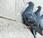 peligro plagas palomas madrid