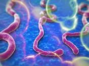 Ébola dimisiones
