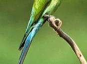 Abejaruco gorgiazul