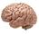 Datos curiosos sobre cerebro
