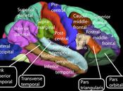 mitad cerebro