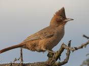 Cacholote castaño (Brown Cacholote) Pseudoseisura lophotes