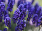 Cómo cosechar Lavanda