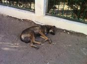 veces perros