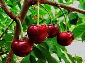 Cerezas