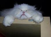 Androidografia Barakaldo CDLIX. Hyoga