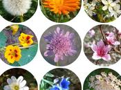 de... Flores!
