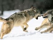 interior lobos luchando