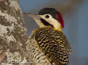 Carpintero real (Green-barred Woodpecker) Colaptes melanochloros