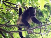 América Latina Caribe pierden vertebrados