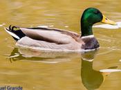 Aves barañain-navarra