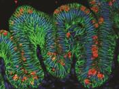 Crean mini estómagos humanos usando células madre