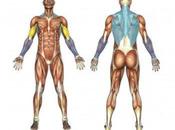 Grupos músculos humanos ejercicios