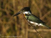 Martín pescador mediano (Amazon kingfisher) Chloroceryle amazona