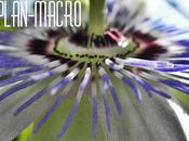 Adios plan-macro