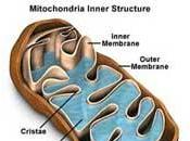 Mitocondria