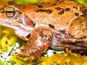 hembras rana modifican desarrollo crías según fecha reproducción