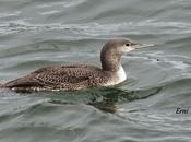 Primer colimbo marisma